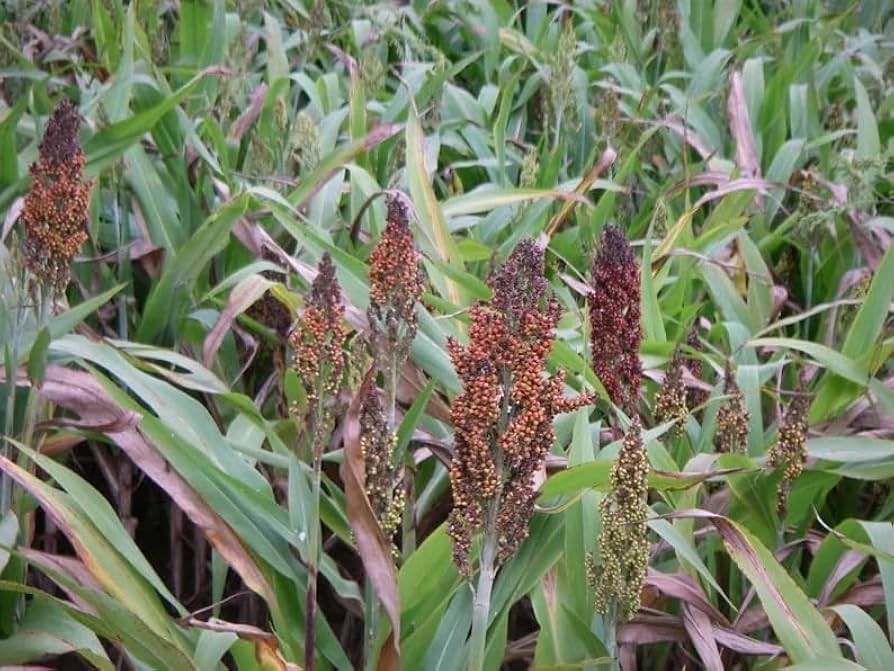 Amazon.com : 36,000 Japanese Millet Seeds; Great Cover Crop